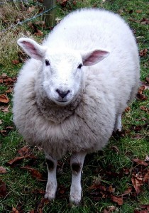 A sheep. Photo credit: David Masters on Flickr