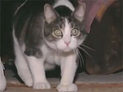 Sal Esposito: the cat summoned for jury service