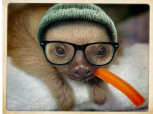 Sloths are cool