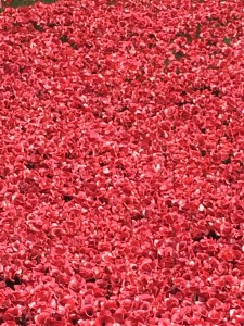 Poppies