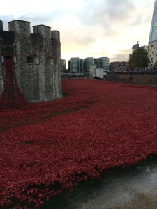 Poppies going round the Tower