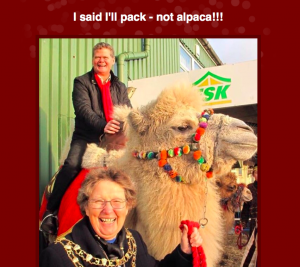 Stephen Lloyd Alpaca