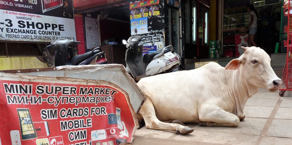 cow-mini-market in Goa by Paul Walter